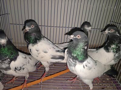 bhi  ya 15 kabuatra he is me teDy fiRoZPuri or rampuri shamil  he