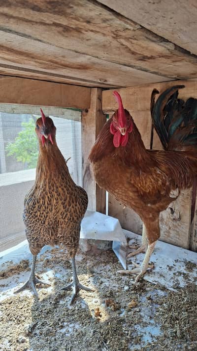 1 male & 1 female pair both are healthy