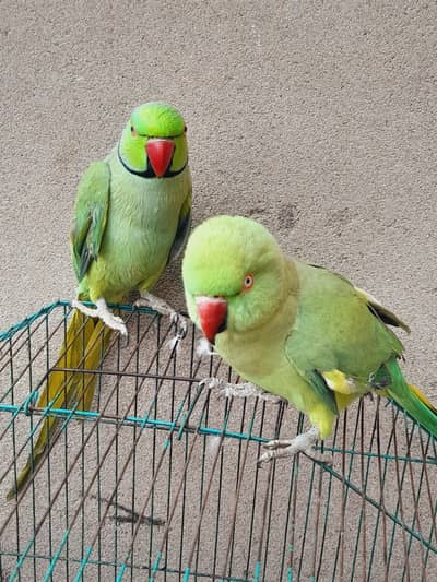 piyary mitho boltay bhi hai