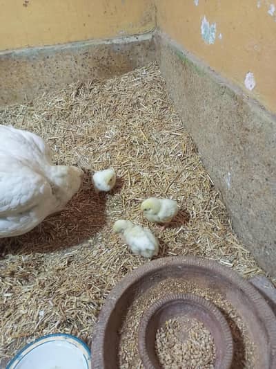 1 Murghi aur 3 chuzay