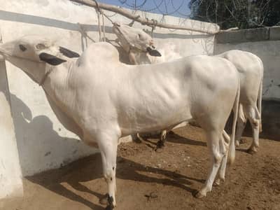 4 fateheh jangi wachay for Sale