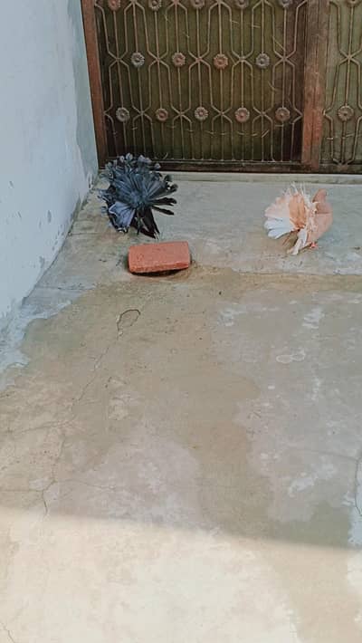 big size laky English breadr pair