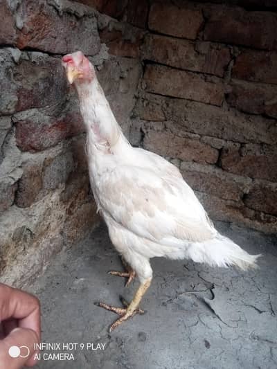 Aseel heera Cross murghi Eggs laying For sale