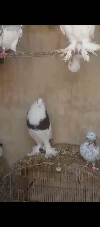 qasid pigeons rasser available