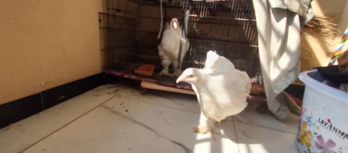 sell White buff pair