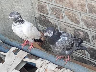 Pair for sale age 4 month