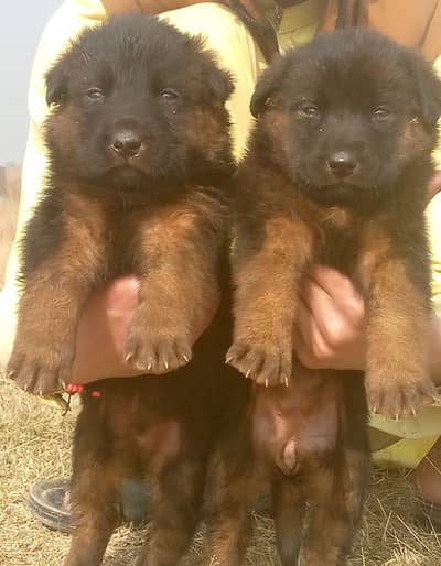 German Shepherd| Puppy | Double Coat puppies | Dog For Sale |GSD