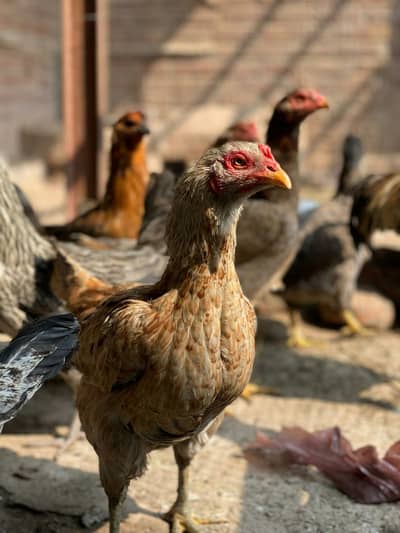 Aseel and golden misri hens for sale egg deti hn sab female/3228433542