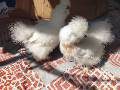 Silkie Fancy Hen