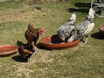 Silver and golden sebright