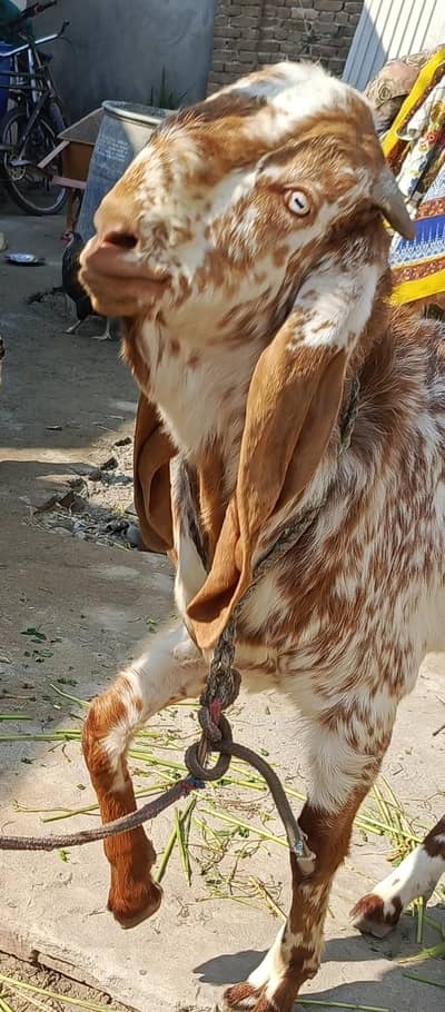 Bakra Makhi Cheena , Goat