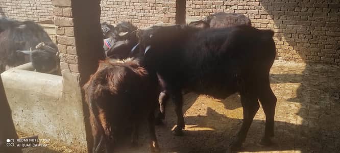 2 adad katte calf (buffalo) is eid pr lgenge insha allah