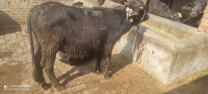 2 adad katte calf (buffalo) is eid pr lgenge insha allah