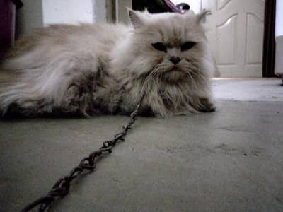 Persian female for sale