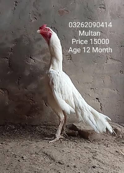 Heera Sindhi Breed