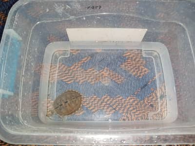 1 Turtle + Tank + Feed (URGENT)