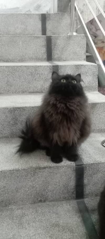 Beautiful Long Hair Black Cat for Sale in Multan