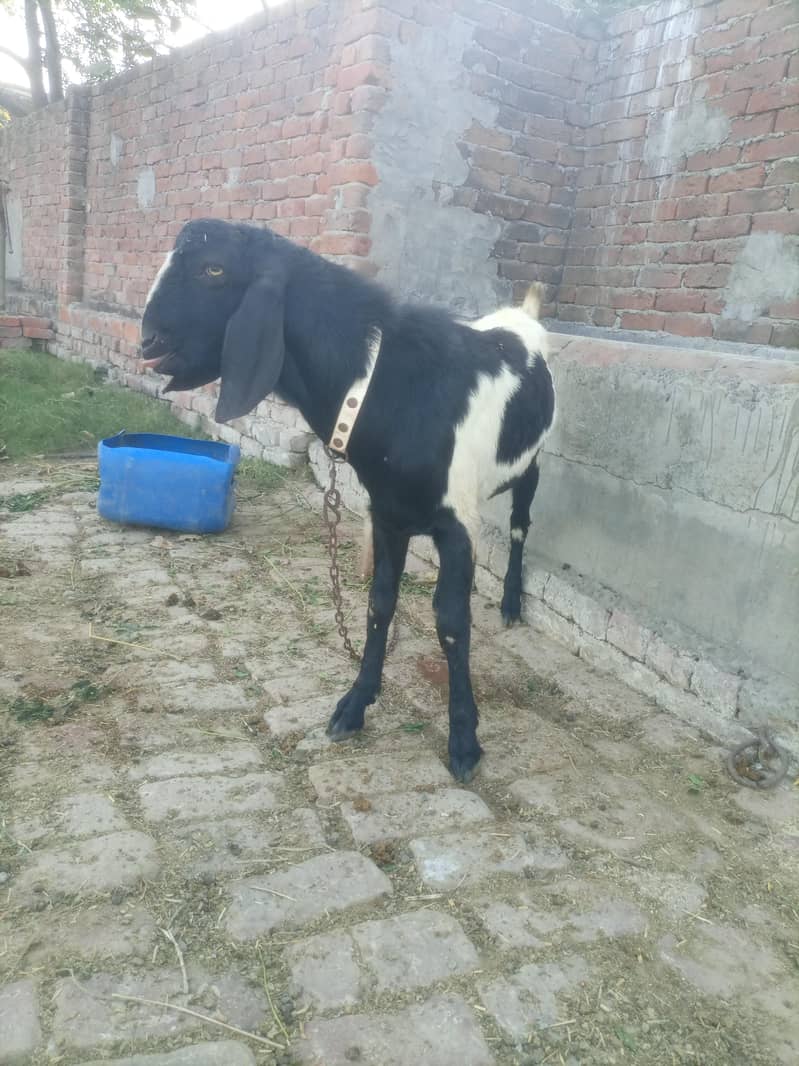 ایبلک نسل دو دانت 0