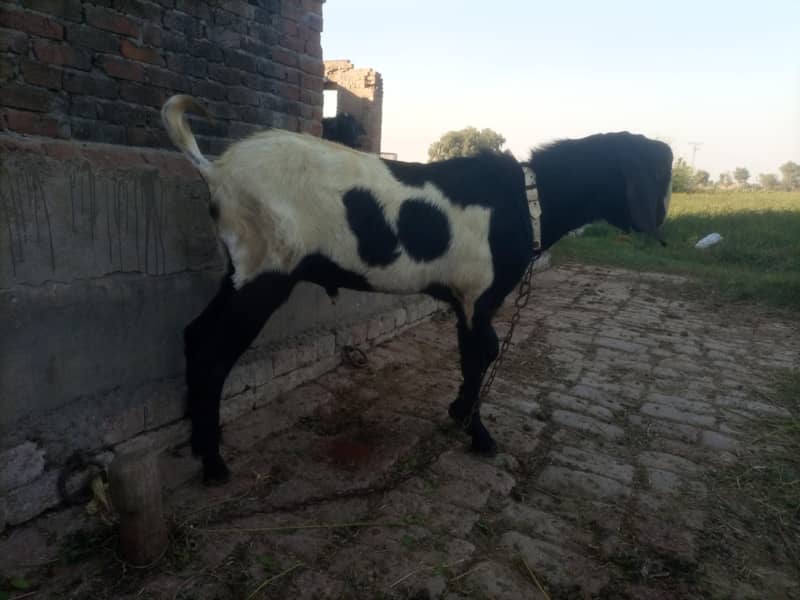 ایبلک نسل دو دانت 1