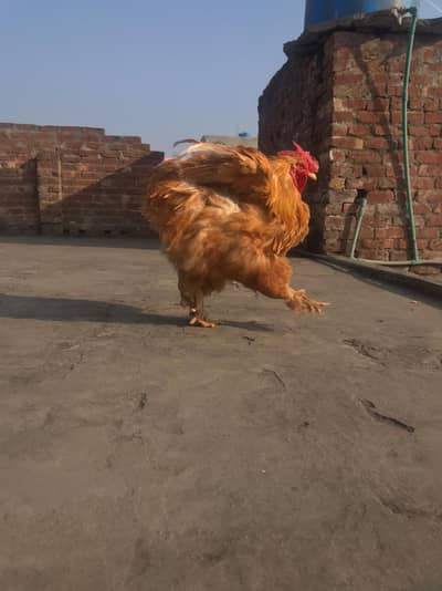 golden buff paire eggs lying  location qila ahmad abad final 12k
