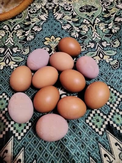 Fertile  Hen Eggs 1 Dozen 400 Rs