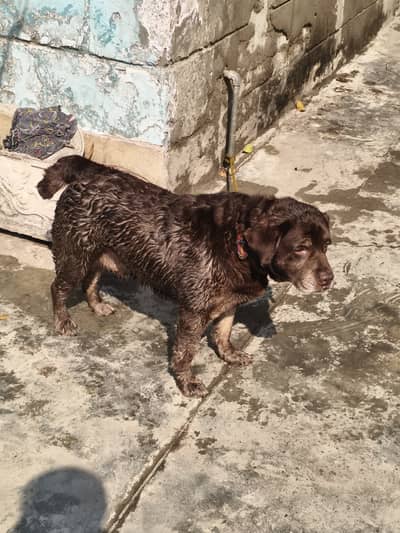 High quality apple head Labrador Female