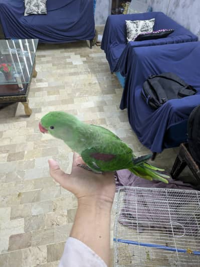 Raw (Alexander) pahari