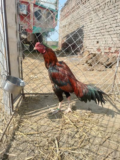 lakh patha full mazboot long tail chross nali