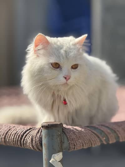 white Persian cat