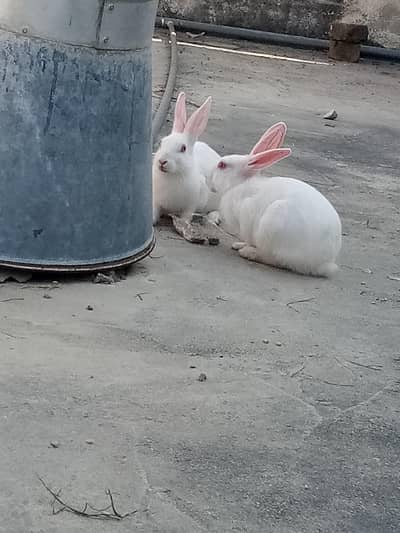 Red eyes rabbits pair