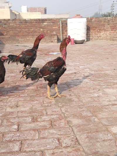 Pakistani and Vait cross