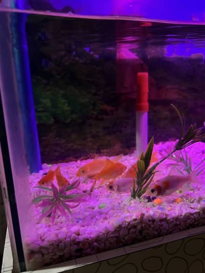 8x fish with aquarium