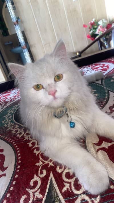 My cat is so beautiful.