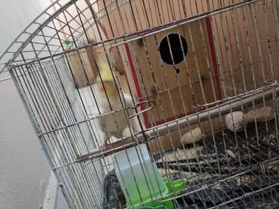 Handtame cocktail parrot (bird)