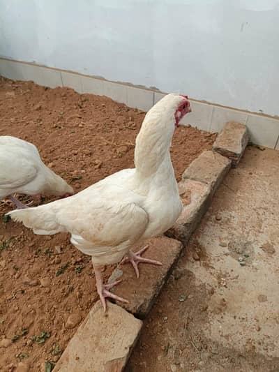 Pure white aseel hen