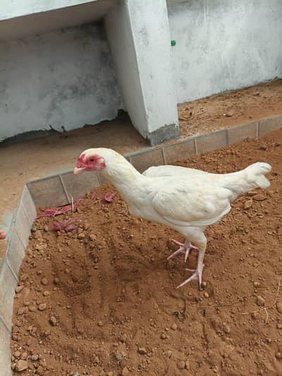 Pure white aseel hen