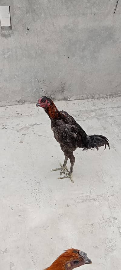 pure aseal dargon blue