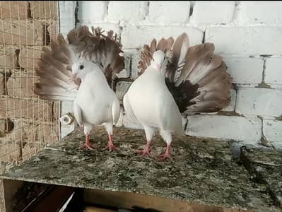 Brown Tail Lakky Kabootar Fancy Pigeon pair