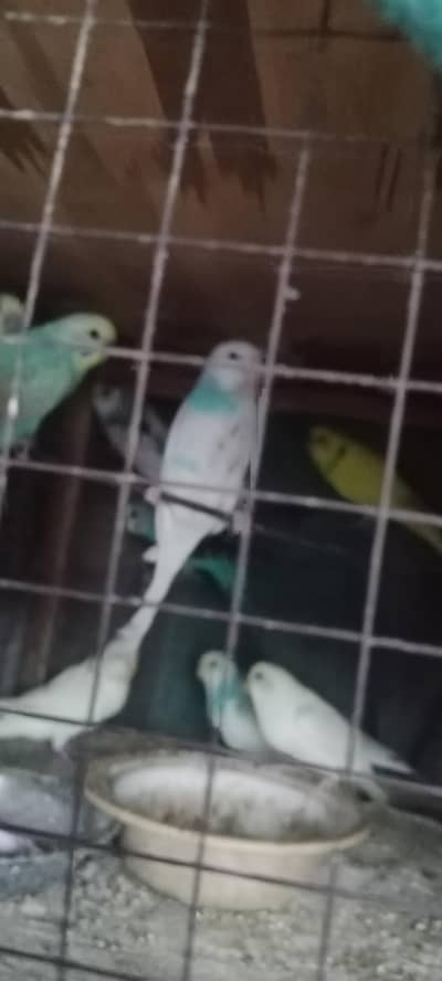 Australia parrots for sale