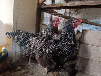 Plymouth Rock 1 mail 2 Female for sale