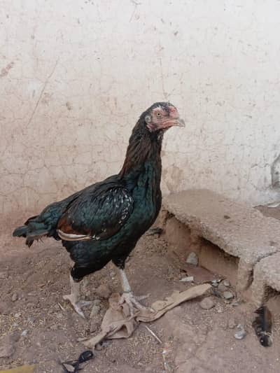 high quality mianwali aseel breeder female
