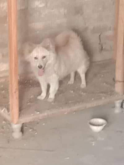 for sale ha Whatsapp nmber 03175421619