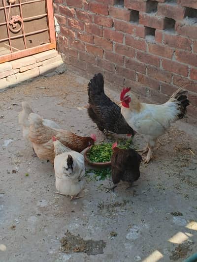 5 female 1 mail desi murga for sale