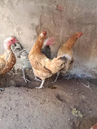 4×1100=4500 price final . number 03330031118 .