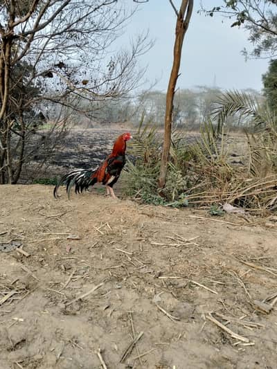 pure aseel high quality full fertile eegs for sale