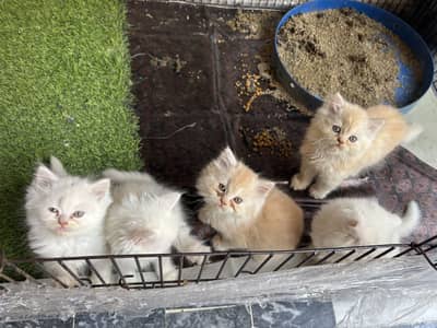 Persian kittens for sale