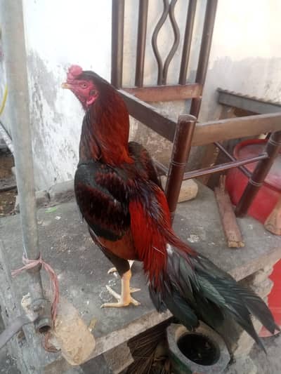 ASEEL LAKHA HIGH QUALITY BREED FOR SALE