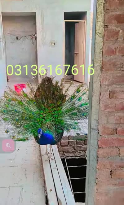 Peacocks beautiful green colour