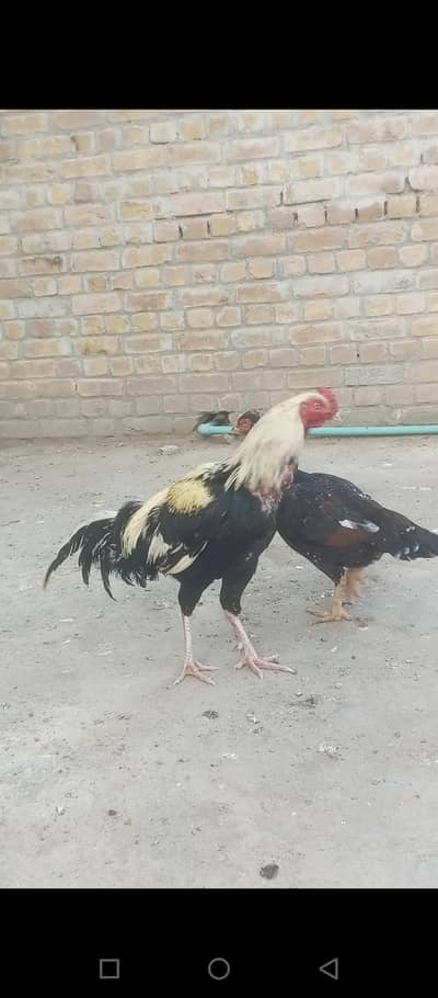 Asli  Java aseel jora mianwali