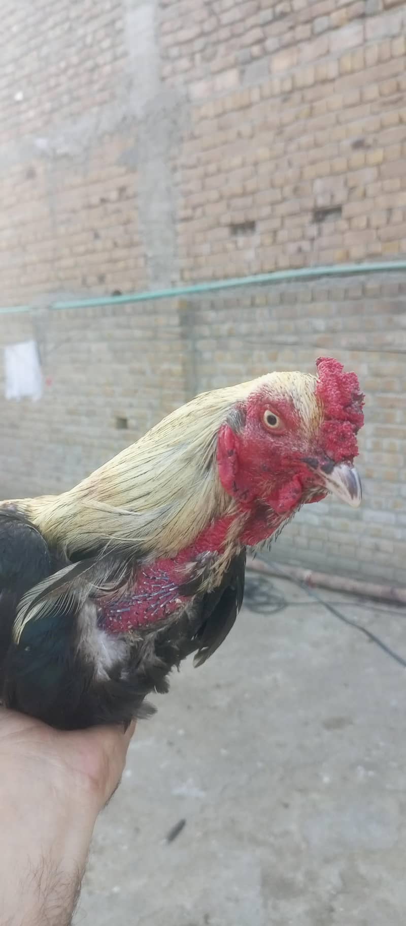 Asli  Java aseel mianwali 1